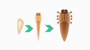 Demodex Eggs | Ungex