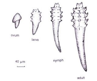 Demodex mites | Ungex