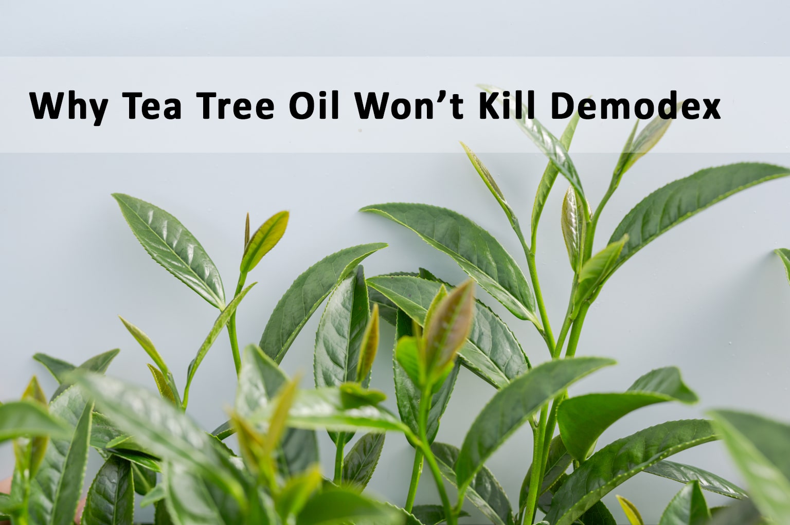 Why Tea Tree Oil won&rsquo;t kill Demodex | Ungex Anti Demodex Products