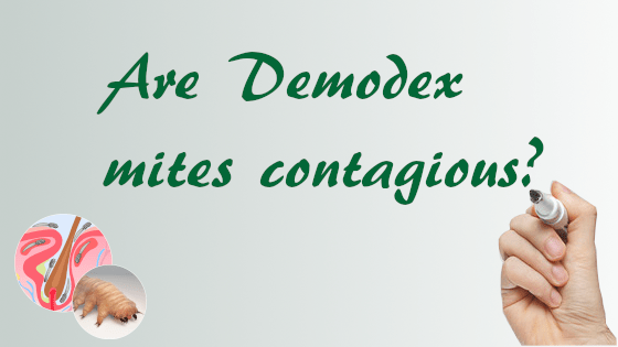 Demodex Cotagous | Ungex