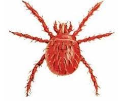 chiggers-ungex