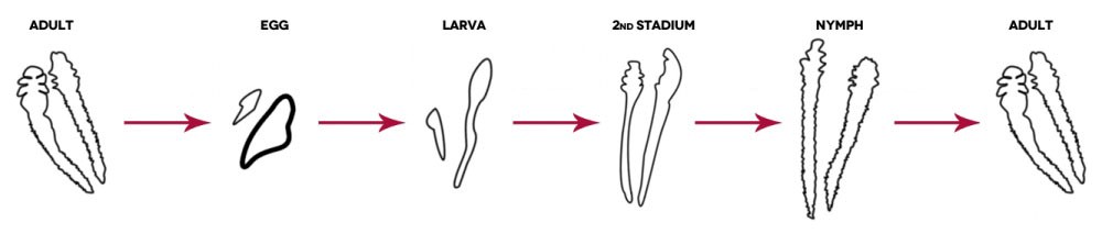 lifecycle-of-Demodex | Ungex