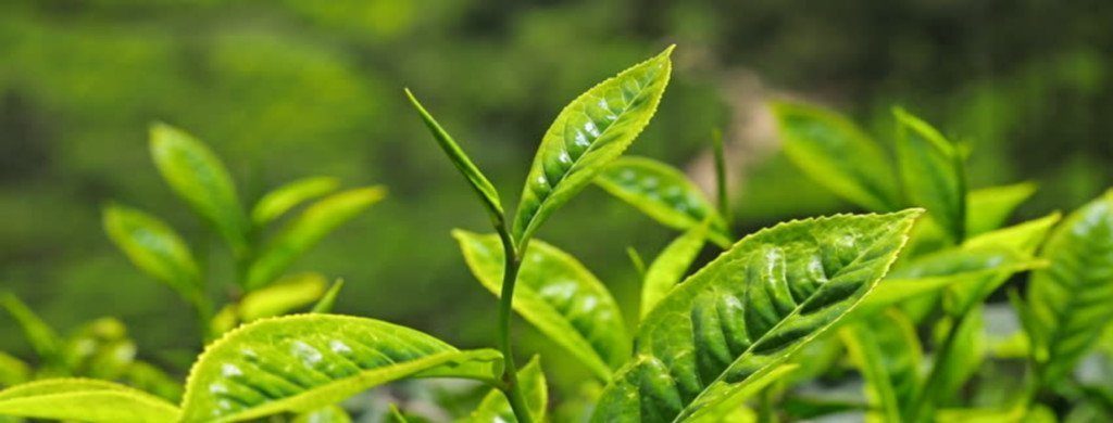 tea tree oil won't kill Demodex | Ungex