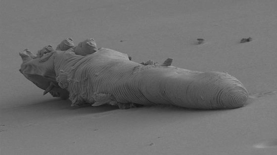signs of dead demodex mite | Ungex