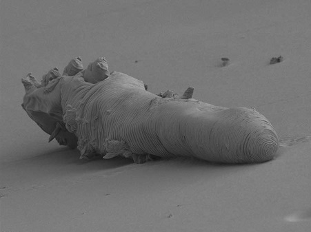 Demodex-mite -dead