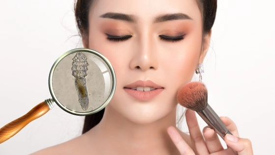 What do Demodex mites eat | Ungex