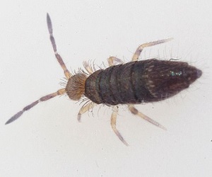 Springtails | Ungex
