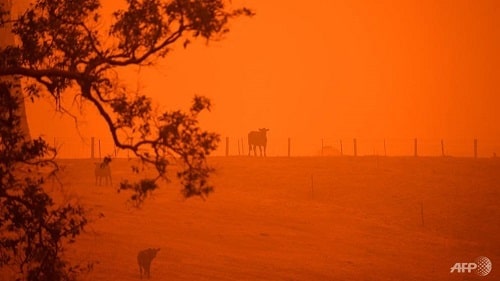 Australia Bushfire | Ungex