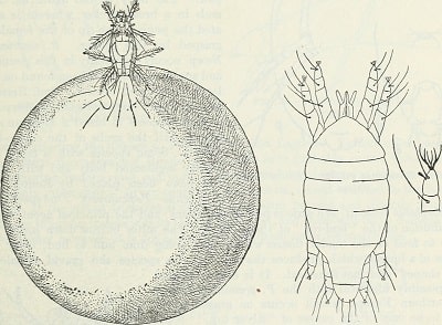 Itch Mite | Ungex