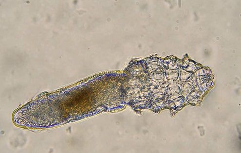 Face mites | Ungex