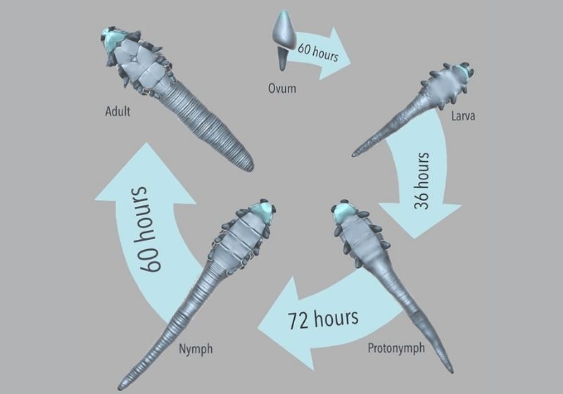 Demodex Life Cycle | Ungex
