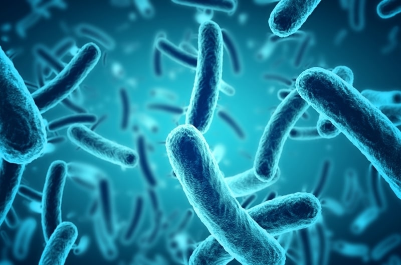 bacteria and demodex