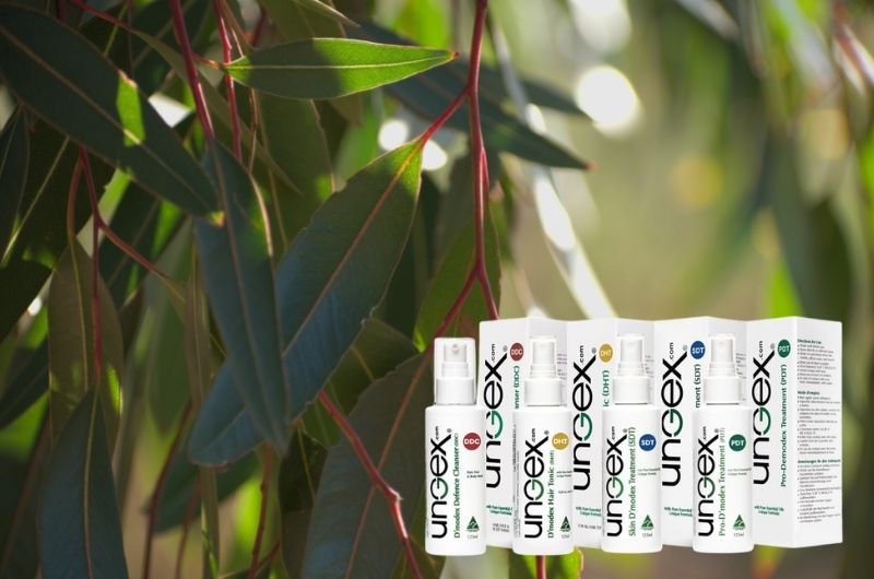 Eucalyptus plant use, and health benefits | ungex