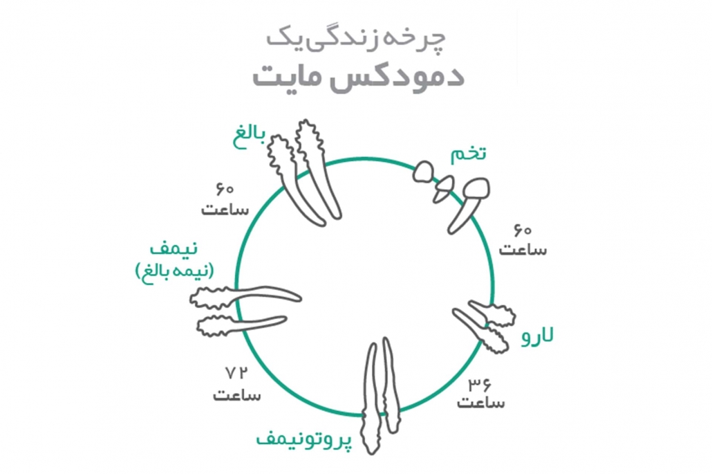 چرخه زندگی دمودکس مایت | آنجکس