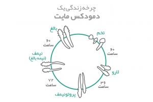 چرخه زندگی دمودکس مایت | آنجکس