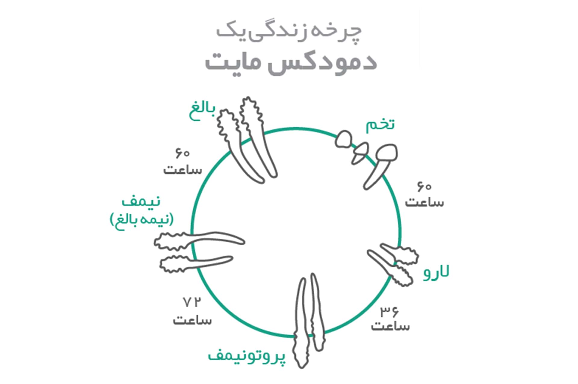 چرخه زندگی دمودکس مایت | آنجکس