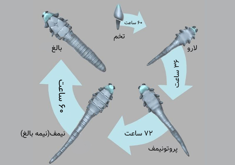 چرخه زندگی دمودکس مایت