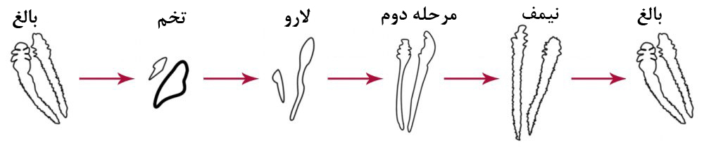 چرخه زندگی دمودکس