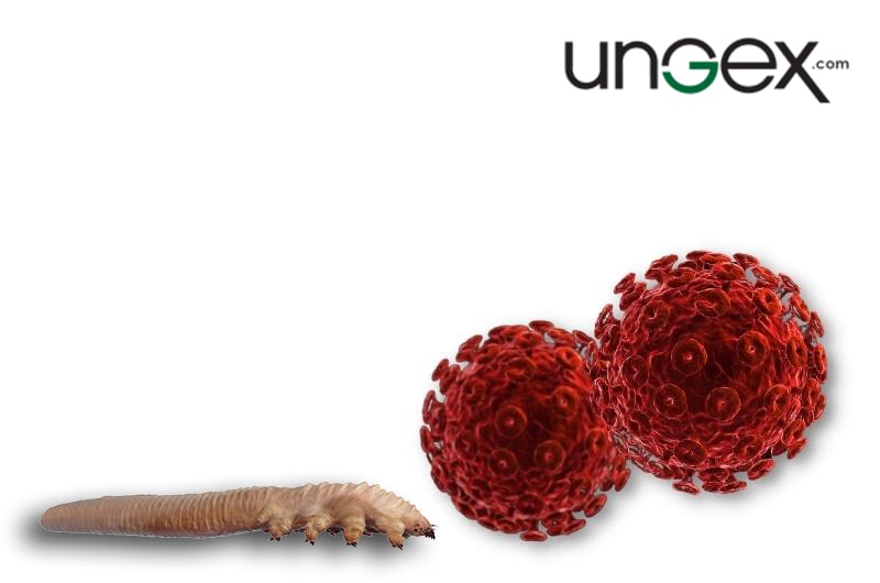 demodex mite and HIV