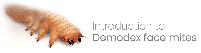 Introducción a los ácaros de la cara de Demodex Ungex