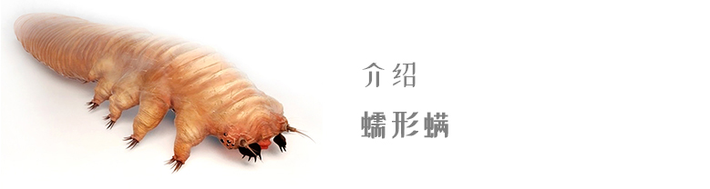 Demodex mites chinese | Ungex