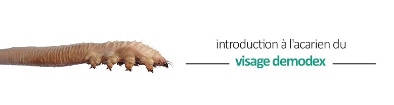 Introduction aux acariens de visage Demodex (fr) Ungex