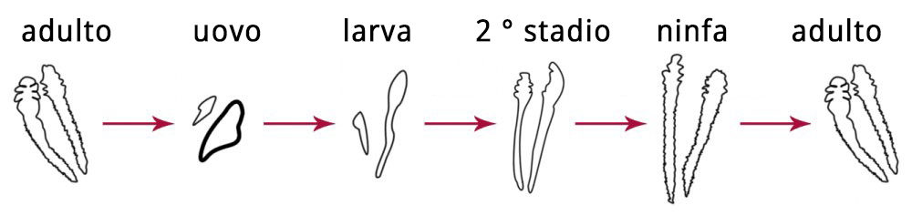 lifecycle-of-Demodex