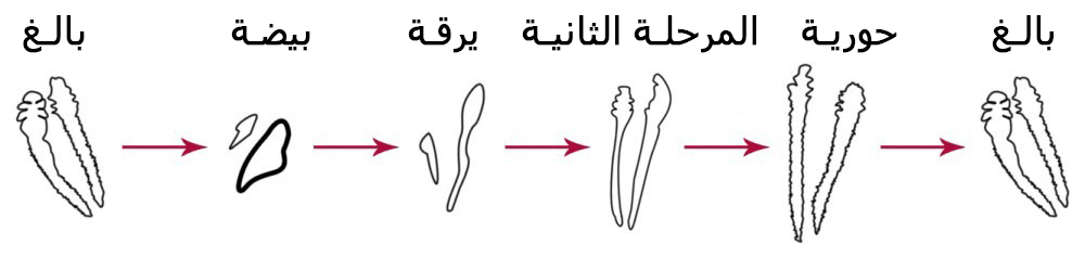 lifecycle-of-Demodex-arabic