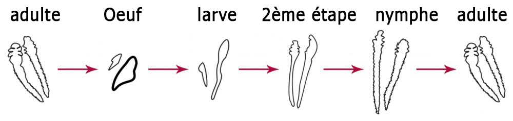 Lifecycle of demodex | Ungex