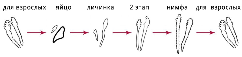 lifecycle-of-Demodex