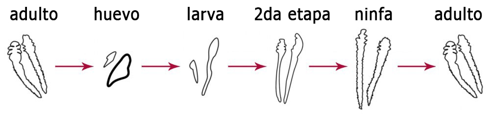Demodex mites | Ungex