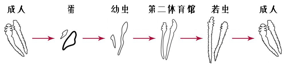 lifecycle of demodex