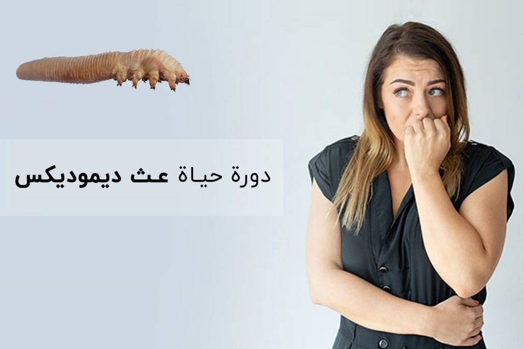 دورة حياة عث ديموديكس | انجکس