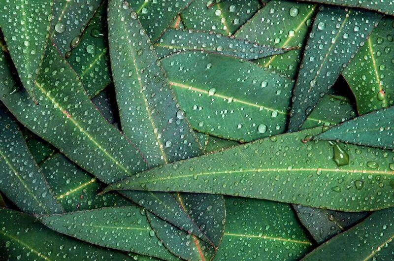 Usine d'eucalyptus