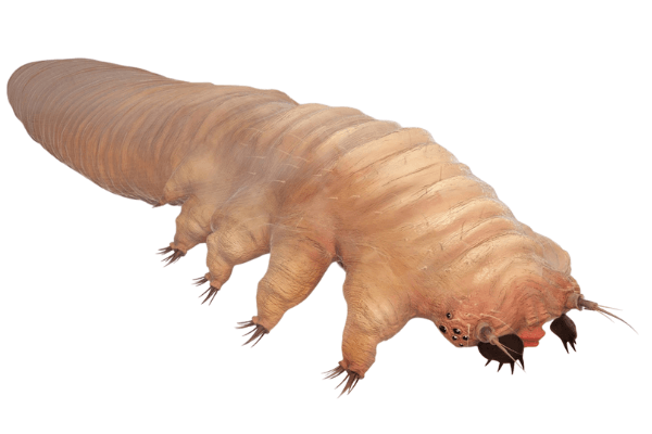 demodex mite