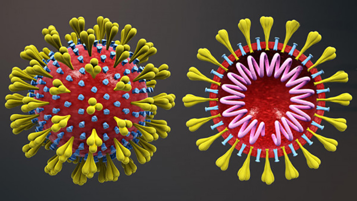 coronavirus