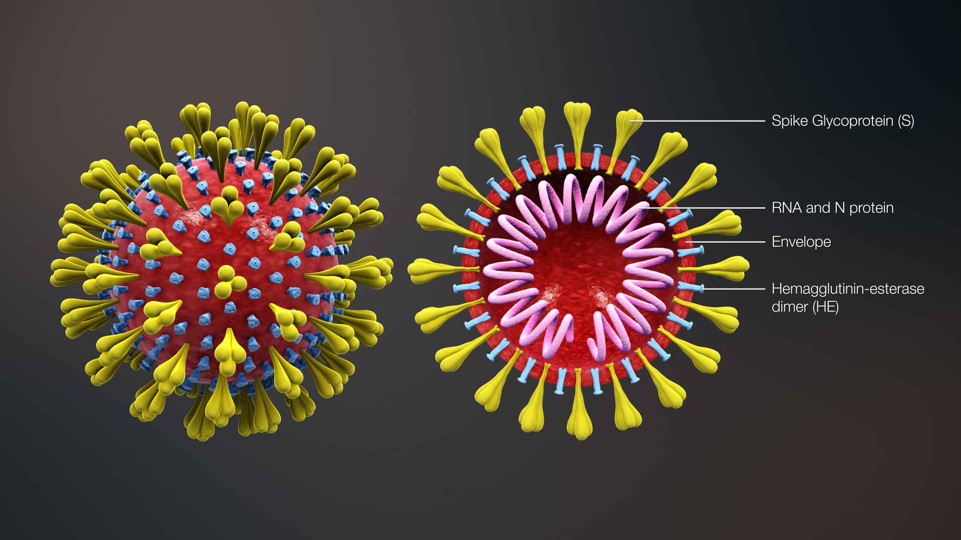 Corona Virus 3D